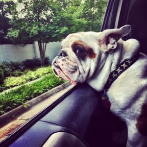 English bulldog with head out of window and ears flapping in breeze